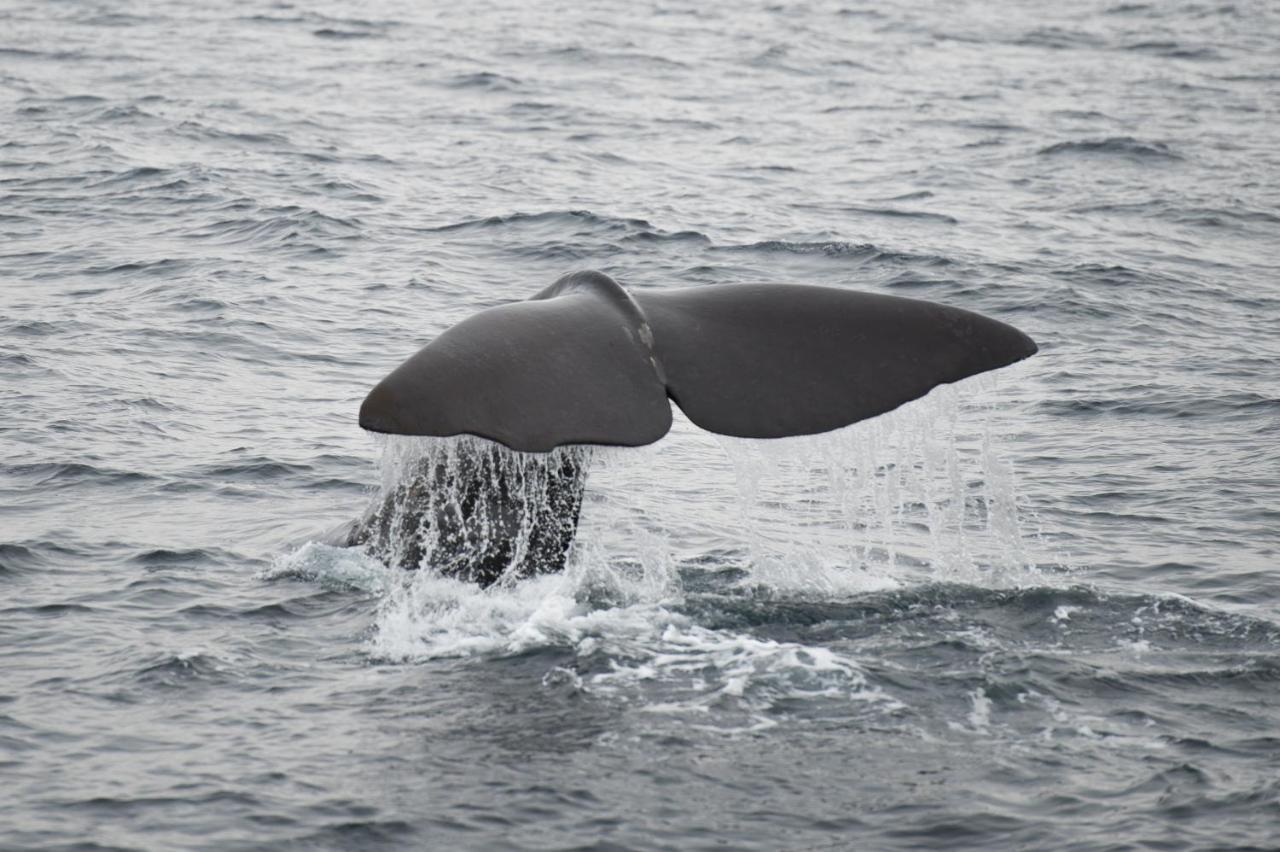 Apt 101 - Andenes Whale Safari Apartments Экстерьер фото